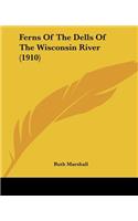 Ferns Of The Dells Of The Wisconsin River (1910)