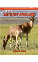 Antilope Africaine