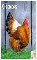 Chickens 2022 Square
