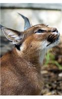 Caracal Desert Lynx Wild Cat Journal: 150 Page Lined Notebook/Diary