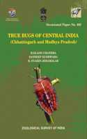 True Bugs of Central India