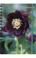 Notebook Hellebore: 128 Page Fine Lined Notebook