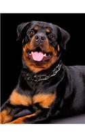 Rottweiler Notebook: Notebook 8.5 x 11, College Ruled, 150 Pages for Elementary, Primary, Middle, High School or University For Rottie Fans