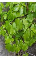 Journal Springtime Vine Leaves: (Notebook, Diary, Blank Book)(Nature Photo Journals Notebooks Diaries)