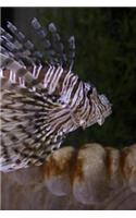 Lion Fish Notebook
