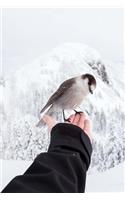 Winter Journal: Bird on Hand, Soft Cover, Ruled Notebook/Journal/Diary (257 P. 6x9)