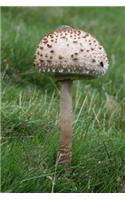 Young Parasol Mushroom in the Grass Journal: Take Notes, Write Down Memories in this 150 Page Lined Journal