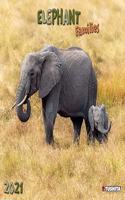 ELEPHANT FAMILIES 2021