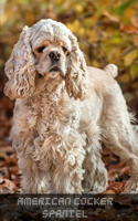American Cocker Spaniel