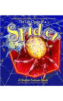 The Life Cycle of a Spider: (Life Cycle)