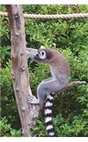 Ring-Tailed Lemur Trying to Pull Down a Tree Journal: 150 page lined notebook/diary