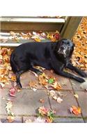 School Composition Book Black Lab Chocolate Lab Dogs Outside Fall 130 Pages: (Notebook, Diary, Blank Book)