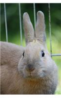 Beige Bunny Rabbit Journal