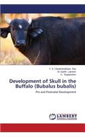 Development of Skull in the Buffalo (Bubalus bubalis)