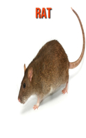 Rat