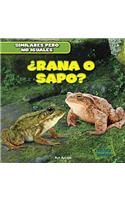 ¿Rana O Sapo? (Frog or Toad?)