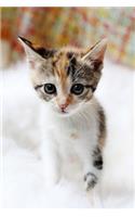 The Tiny Kitten Journal: 150 Page Lined Notebook/Diary