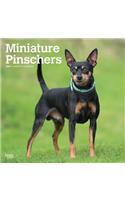Miniature Pinschers 2020 Square Wall Calendar