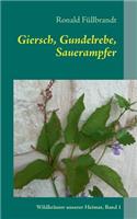 Giersch, Gundelrebe, Sauerampfer: (German)