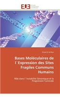 Bases Mol?culaires de L`expression Des Sites Fragiles Communs Humains