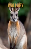 Wallaby