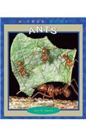 Ants