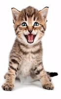 Cute Kitten