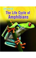 Life Cycle of Amphibians