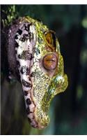 Profile of a Caiman in the Swamp Journal