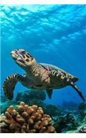 Turtle Notebook