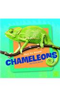 Chameleons