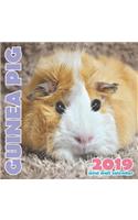 Guinea Pig 2019 Mini Wall Calendar