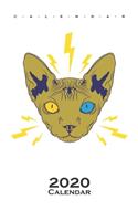 Sphynx cat Calendar 2020