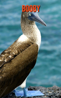 Booby