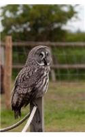 Great Gray Owl on a Post Journal