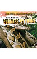 Attack of the Burmese Pythons