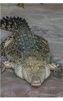 After While Crocodile! Reptile Journal: 150 Page Lined Notebook/Diary