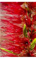 Native Australian Plants (Journal / Notebook)