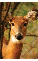 Young Deer Blank Journal