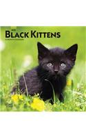 Black Kittens 2020 Mini 7x7