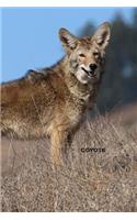 Coyote