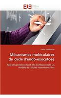 M?canismes Mol?culaires Du Cycle d''endo-Exocytose