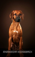Rhodesian Ridgeback