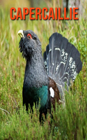 Capercaillie: Learn About Capercaillie and Enjoy Colorful Pictures
