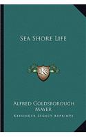 Sea Shore Life