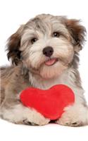 Havanese February Notebook & Journal. Productivity Work Planner & Idea Notepad: Brainstorm Thoughts, Self Discovery, To Do List