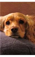 Sweet Blonde Cocker Spaniel Dog is Looking at You Pet Journal