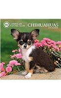 American Kennel Club Chihuahuas 2018 Wall Calendar