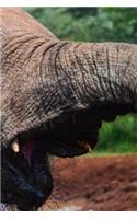 Elephant Notebook