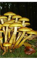 Mushrooms in the Bavarian Forest: Notebook